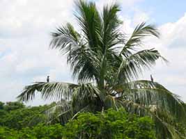 Cormorants