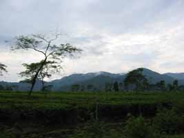Darjeeling