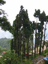 Darjeeling