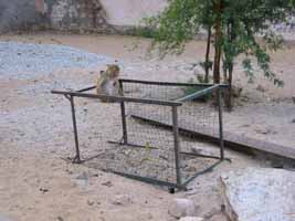 Monkey sitting